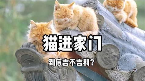 猫进家门|猫进家门到底吉不吉利